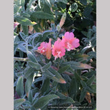 Perennials ~ Epilobium (syn Zauschneria) canum 'Marin Pink', Hummingbird Trumpet or California Fuchsia ~ Dancing Oaks Nursery and Gardens ~ Retail Nursery ~ Mail Order Nursery