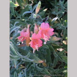 Perennials ~ Epilobium (syn Zauschneria) canum 'Marin Pink', Hummingbird Trumpet or California Fuchsia ~ Dancing Oaks Nursery and Gardens ~ Retail Nursery ~ Mail Order Nursery