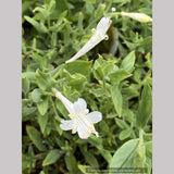 Perennials ~ Epilobium (syn. Zauschneria)canum 'Summer Snow', California Fuchsia or Hummingbird Trumpet ~ Dancing Oaks Nursery and Gardens ~ Retail Nursery ~ Mail Order Nursery