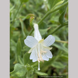 Perennials ~ Epilobium (syn. Zauschneria)canum 'Summer Snow', California Fuchsia or Hummingbird Trumpet ~ Dancing Oaks Nursery and Gardens ~ Retail Nursery ~ Mail Order Nursery