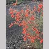 Perennials ~ Epilobium (syn Zauschneria) canum 'Catalina', California Fuchsia or Hummingbird Trumpet ~ Dancing Oaks Nursery and Gardens ~ Retail Nursery ~ Mail Order Nursery