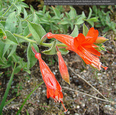 Perennials ~ Epilobium (syn. Zauschneria) canum ssp. latifolium, Hummingbird Trumpet ~ Dancing Oaks Nursery and Gardens ~ Retail Nursery ~ Mail Order Nursery