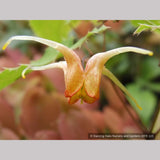 Perennials ~ Epimedium 'Amber Queen' PPAF, Barrenwort or Fairy Wings ~ Dancing Oaks Nursery and Gardens ~ Retail Nursery ~ Mail Order Nursery