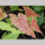 Perennials ~ Epimedium 'Amber Queen' PPAF, Barrenwort or Fairy Wings ~ Dancing Oaks Nursery and Gardens ~ Retail Nursery ~ Mail Order Nursery
