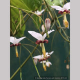 Perennials ~ Epimedium dolichostemon, Barrenwort ~ Dancing Oaks Nursery and Gardens ~ Retail Nursery ~ Mail Order Nursery