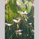 Perennials ~ Epimedium dolichostemon, Barrenwort ~ Dancing Oaks Nursery and Gardens ~ Retail Nursery ~ Mail Order Nursery