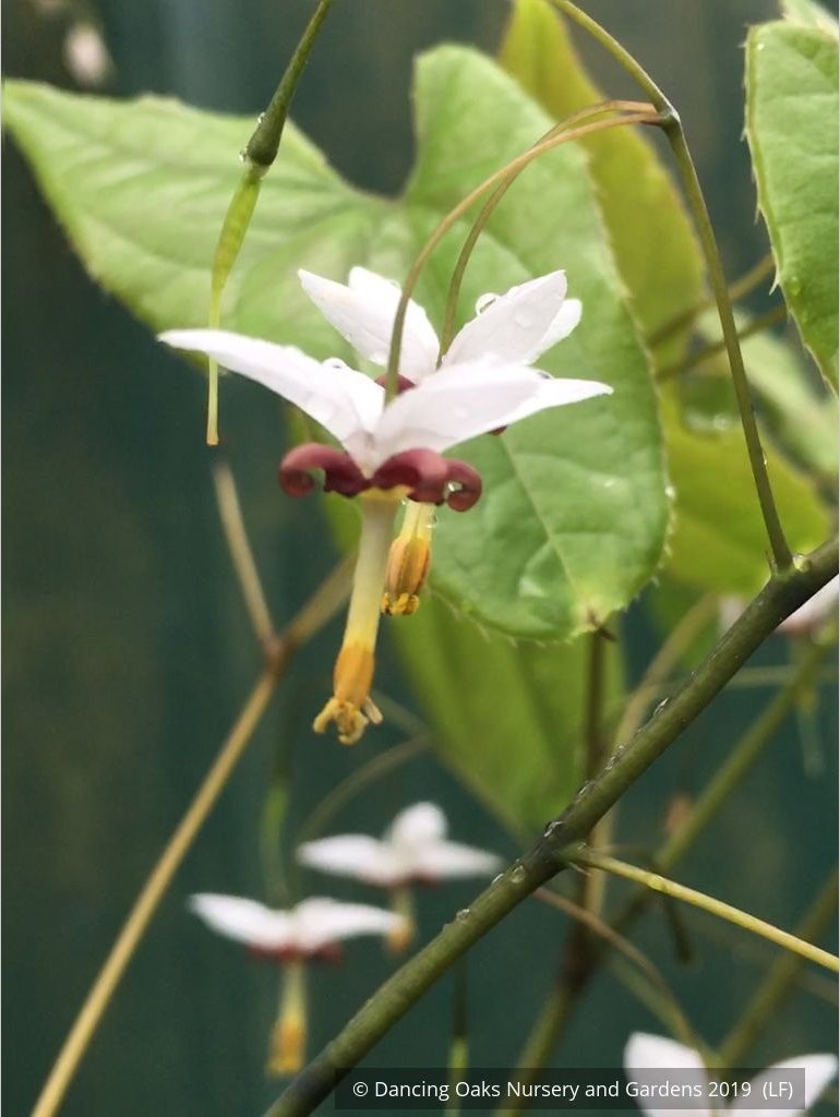 Perennials ~ Epimedium dolichostemon, Barrenwort ~ Dancing Oaks Nursery and Gardens ~ Retail Nursery ~ Mail Order Nursery