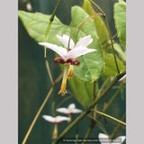 Perennials ~ Epimedium dolichostemon, Barrenwort ~ Dancing Oaks Nursery and Gardens ~ Retail Nursery ~ Mail Order Nursery