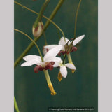 Perennials ~ Epimedium dolichostemon, Barrenwort ~ Dancing Oaks Nursery and Gardens ~ Retail Nursery ~ Mail Order Nursery