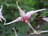 Perennials ~ Epimedium 'Domino', Domino Fairy Wings or Barrenwort ~ Dancing Oaks Nursery and Gardens ~ Retail Nursery ~ Mail Order Nursery