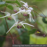 Perennials ~ Epimedium 'Domino', Domino Fairy Wings or Barrenwort ~ Dancing Oaks Nursery and Gardens ~ Retail Nursery ~ Mail Order Nursery