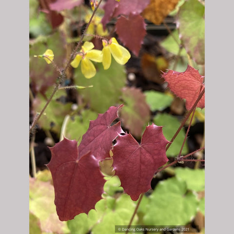 Perennials ~ Epimedium ecalcaratum, Barrenwort, Bishop's Hat ~ Dancing Oaks Nursery and Gardens ~ Retail Nursery ~ Mail Order Nursery