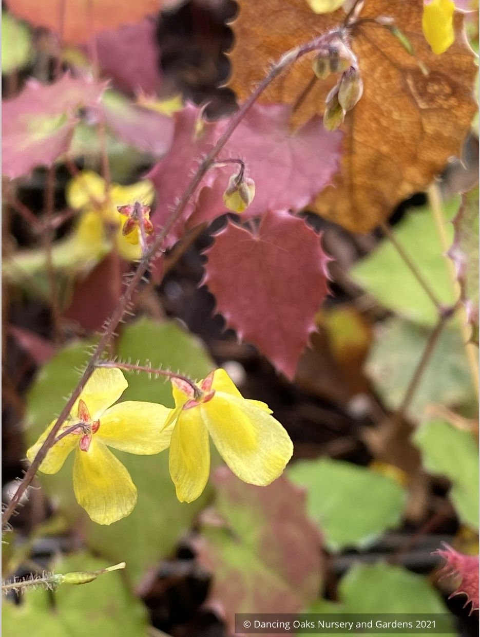 Perennials ~ Epimedium ecalcaratum, Barrenwort, Bishop's Hat ~ Dancing Oaks Nursery and Gardens ~ Retail Nursery ~ Mail Order Nursery