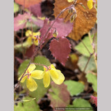 Perennials ~ Epimedium ecalcaratum, Barrenwort, Bishop's Hat ~ Dancing Oaks Nursery and Gardens ~ Retail Nursery ~ Mail Order Nursery