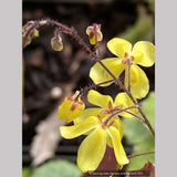 Perennials ~ Epimedium ecalcaratum, Barrenwort, Bishop's Hat ~ Dancing Oaks Nursery and Gardens ~ Retail Nursery ~ Mail Order Nursery