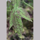 Perennials ~ Epimedium ogisui, Ogisu's Fairy Wings ~ Dancing Oaks Nursery and Gardens ~ Retail Nursery ~ Mail Order Nursery