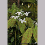 Perennials ~ Epimedium ogisui, Ogisu's Fairy Wings ~ Dancing Oaks Nursery and Gardens ~ Retail Nursery ~ Mail Order Nursery