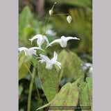 Perennials ~ Epimedium ogisui, Ogisu's Fairy Wings ~ Dancing Oaks Nursery and Gardens ~ Retail Nursery ~ Mail Order Nursery
