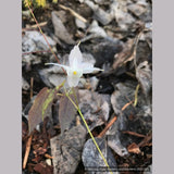 Perennials ~ Epimedium ogisui, Ogisu's Fairy Wings ~ Dancing Oaks Nursery and Gardens ~ Retail Nursery ~ Mail Order Nursery