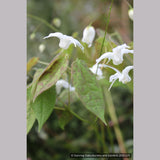 Perennials ~ Epimedium ogisui, Ogisu's Fairy Wings ~ Dancing Oaks Nursery and Gardens ~ Retail Nursery ~ Mail Order Nursery