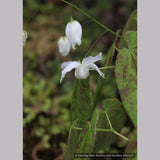Perennials ~ Epimedium ogisui, Ogisu's Fairy Wings ~ Dancing Oaks Nursery and Gardens ~ Retail Nursery ~ Mail Order Nursery