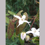 Perennials ~ Epimedium ogisui, Ogisu's Fairy Wings ~ Dancing Oaks Nursery and Gardens ~ Retail Nursery ~ Mail Order Nursery