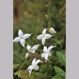 Perennials ~ Epimedium ogisui, Ogisu's Fairy Wings ~ Dancing Oaks Nursery and Gardens ~ Retail Nursery ~ Mail Order Nursery