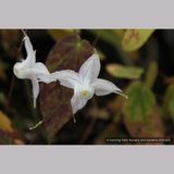Perennials ~ Epimedium ogisui, Ogisu's Fairy Wings ~ Dancing Oaks Nursery and Gardens ~ Retail Nursery ~ Mail Order Nursery