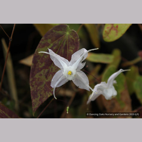 Perennials ~ Epimedium ogisui, Ogisu's Fairy Wings ~ Dancing Oaks Nursery and Gardens ~ Retail Nursery ~ Mail Order Nursery