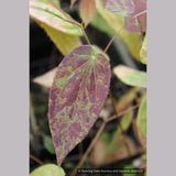 Perennials ~ Epimedium ogisui, Ogisu's Fairy Wings ~ Dancing Oaks Nursery and Gardens ~ Retail Nursery ~ Mail Order Nursery