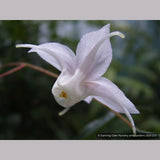 Perennials ~ Epimedium ogisui, Ogisu's Fairy Wings ~ Dancing Oaks Nursery and Gardens ~ Retail Nursery ~ Mail Order Nursery
