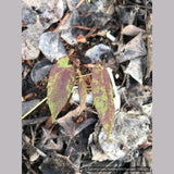 Perennials ~ Epimedium ogisui, Ogisu's Fairy Wings ~ Dancing Oaks Nursery and Gardens ~ Retail Nursery ~ Mail Order Nursery