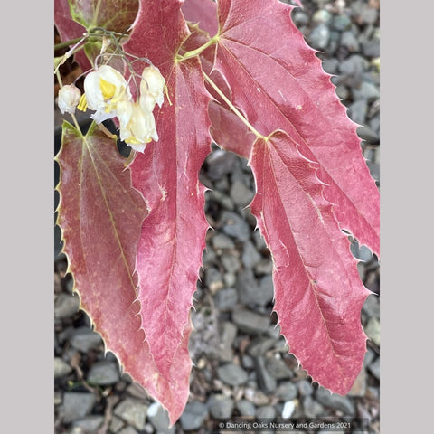 Epimedium wushanense 'Spiny Leaf Form', Barrenwort, Bishop's Hat