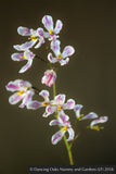 Perennials ~ Epimedium x youngianum 'Kozakura', Barrenwort ~ Dancing Oaks Nursery and Gardens ~ Retail Nursery ~ Mail Order Nursery