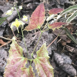 Perennials ~ Epimedium wushanense 'Sandy Claws', Barrenwort, Bishop's Hat ~ Dancing Oaks Nursery and Gardens ~ Retail Nursery ~ Mail Order Nursery