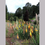Bulbs & Tubers ~ Eremurus 'White Beauty', Foxtail Lily ~ Dancing Oaks Nursery and Gardens ~ Retail Nursery ~ Mail Order Nursery
