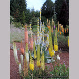 Bulbs & Tubers ~ Eremurus 'White Beauty', Foxtail Lily ~ Dancing Oaks Nursery and Gardens ~ Retail Nursery ~ Mail Order Nursery
