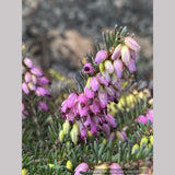 Erica x darleyensis ‘Kramers Rote’