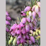 Erica x darleyensis ‘Kramers Rote’