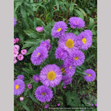 Perennials ~ Erigeron speciosus 'Azurfee' Azure Fairy, Fleabane ~ Dancing Oaks Nursery and Gardens ~ Retail Nursery ~ Mail Order Nursery