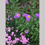 Perennials ~ Erigeron speciosus 'Azurfee' Azure Fairy, Fleabane ~ Dancing Oaks Nursery and Gardens ~ Retail Nursery ~ Mail Order Nursery