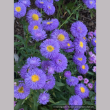 Perennials ~ Erigeron speciosus 'Azurfee' Azure Fairy, Fleabane ~ Dancing Oaks Nursery and Gardens ~ Retail Nursery ~ Mail Order Nursery