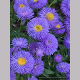 Perennials ~ Erigeron speciosus 'Azurfee' Azure Fairy, Fleabane ~ Dancing Oaks Nursery and Gardens ~ Retail Nursery ~ Mail Order Nursery