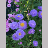 Perennials ~ Erigeron speciosus 'Azurfee' Azure Fairy, Fleabane ~ Dancing Oaks Nursery and Gardens ~ Retail Nursery ~ Mail Order Nursery