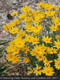 Perennials ~ Eriophyllum lanatum 'Takilma Gold', Takilma Gold Oregon Sunshine ~ Dancing Oaks Nursery and Gardens ~ Retail Nursery ~ Mail Order Nursery