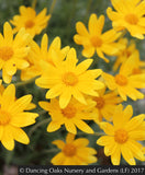 Perennials ~ Eriophyllum lanatum 'Takilma Gold', Takilma Gold Oregon Sunshine ~ Dancing Oaks Nursery and Gardens ~ Retail Nursery ~ Mail Order Nursery