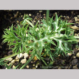 Perennials ~ Eryngium bourgatii, Mediterranean Sea Holly ~ Dancing Oaks Nursery and Gardens ~ Retail Nursery ~ Mail Order Nursery