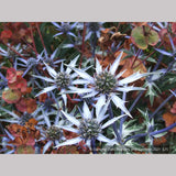 Perennials ~ Eryngium bourgatii, Mediterranean Sea Holly ~ Dancing Oaks Nursery and Gardens ~ Retail Nursery ~ Mail Order Nursery