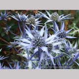 Perennials ~ Eryngium bourgatii, Mediterranean Sea Holly ~ Dancing Oaks Nursery and Gardens ~ Retail Nursery ~ Mail Order Nursery