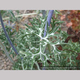 Perennials ~ Eryngium bourgatii, Mediterranean Sea Holly ~ Dancing Oaks Nursery and Gardens ~ Retail Nursery ~ Mail Order Nursery